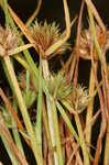 Granite flatsedge